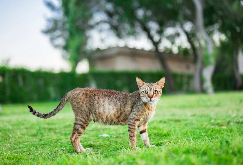 tabby cat standing on grass 