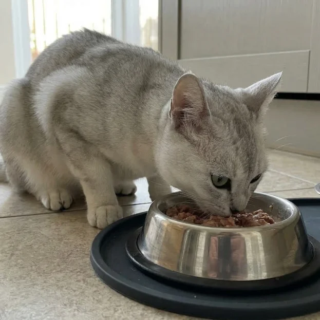 burmilla eating wet food from stainless steel bowl