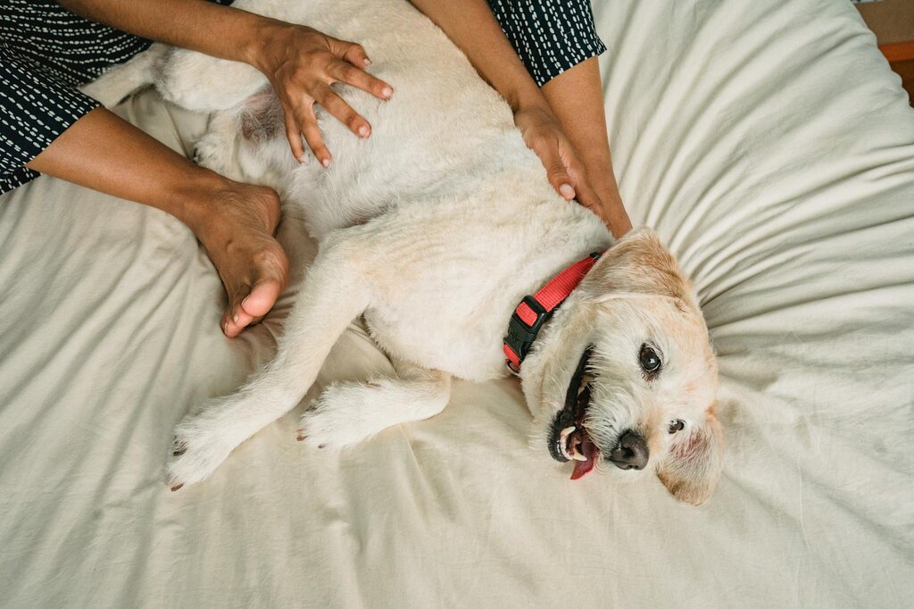 white terrier dog on a bed being cuddled