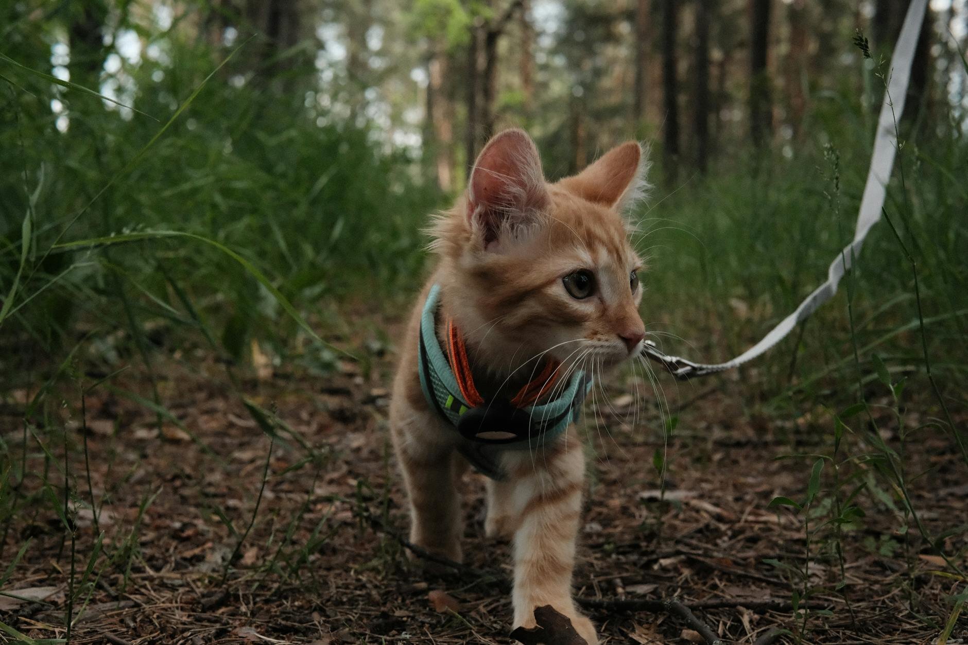 kitten on harness