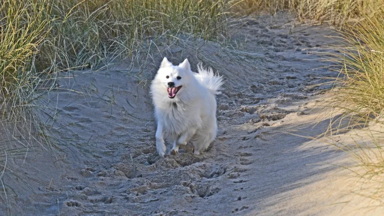 japanese spitz running in sand