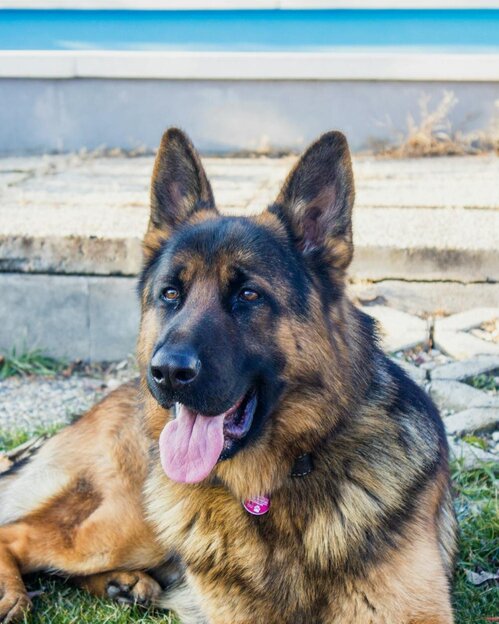 german shepherd lying on grass panting