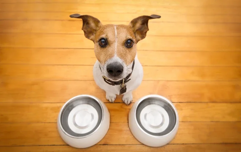 jack russell sitting in front of 2 water bowls