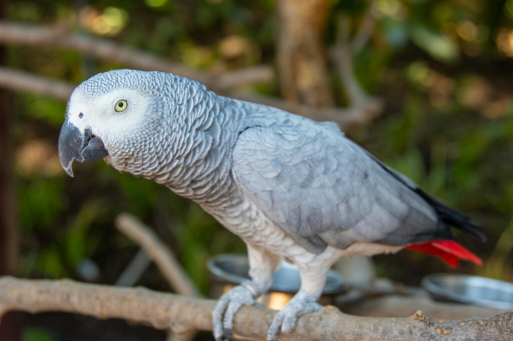 african grey parrot