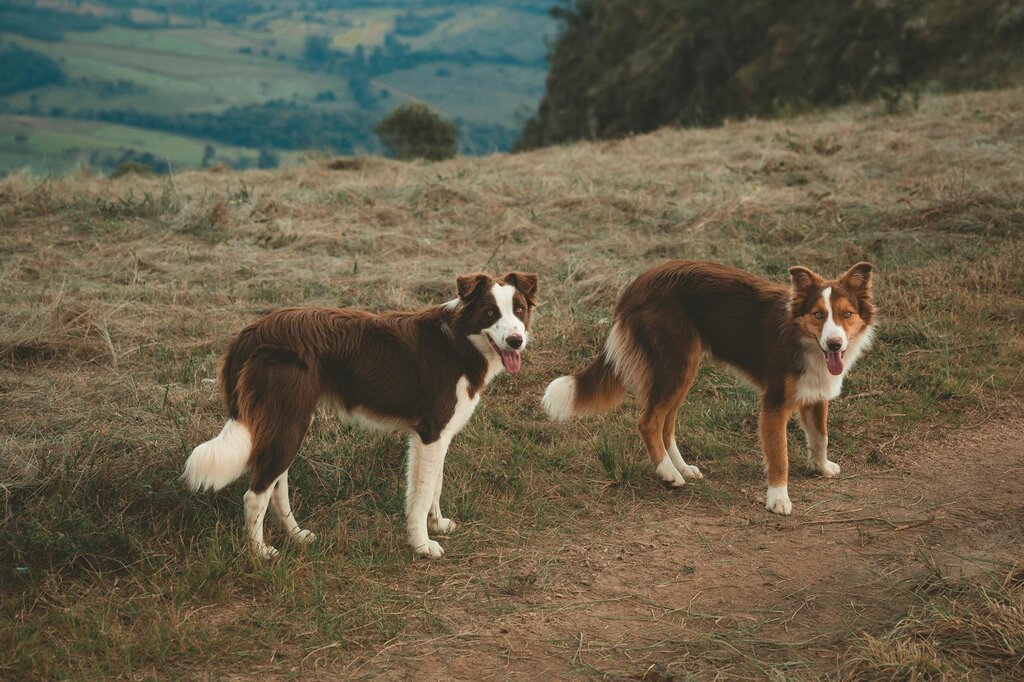 2 border collies looking at camera