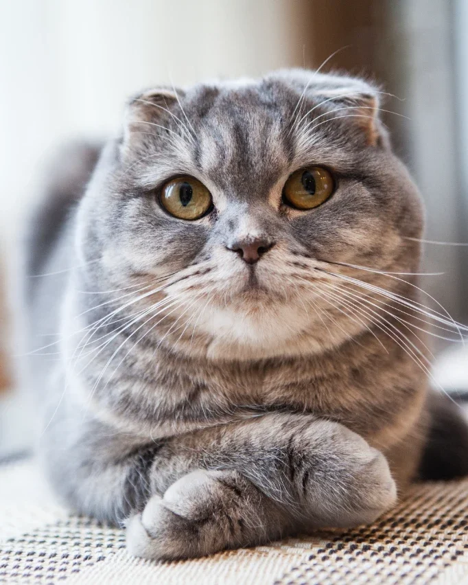 scottish fold cat sitting with arms crossed