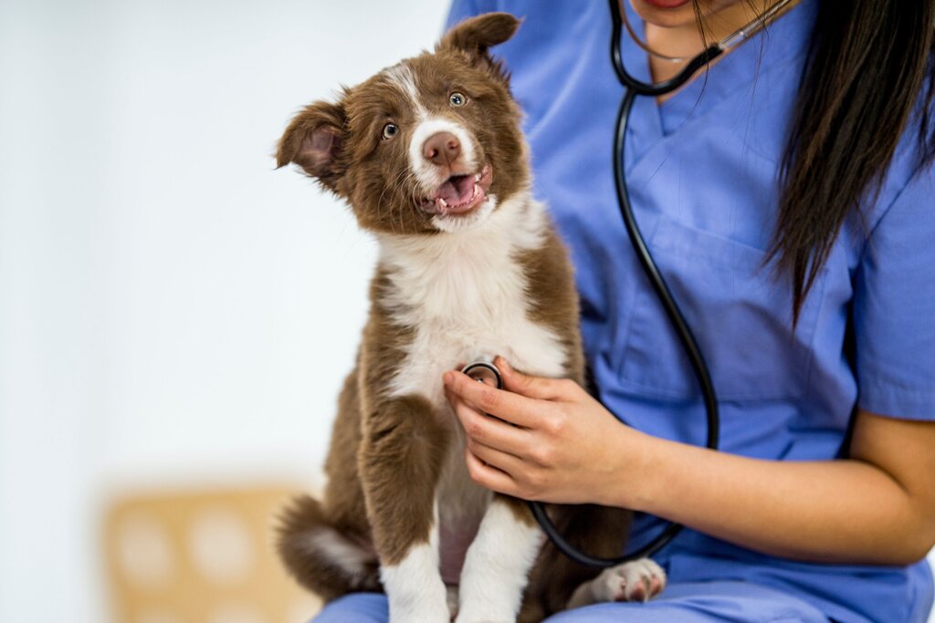 A brown and white border collie being auscultated by a vet