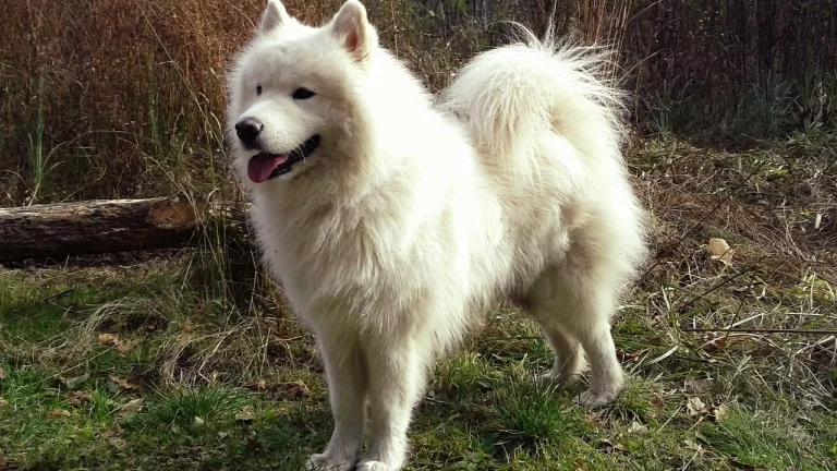 samoyed standing outdoors