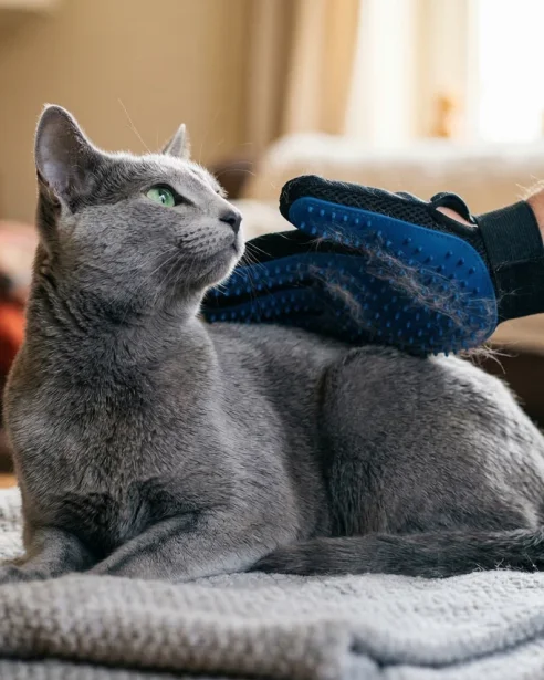 Russian Blue cat being groomed with grooming glove