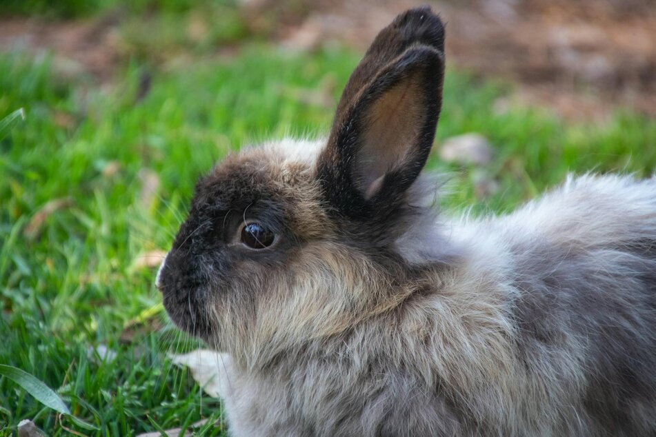 close up of netherland dwarf rabbit lying on grass