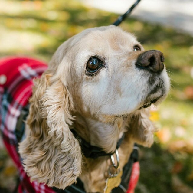 elderly cocker spaniel wearing jacket