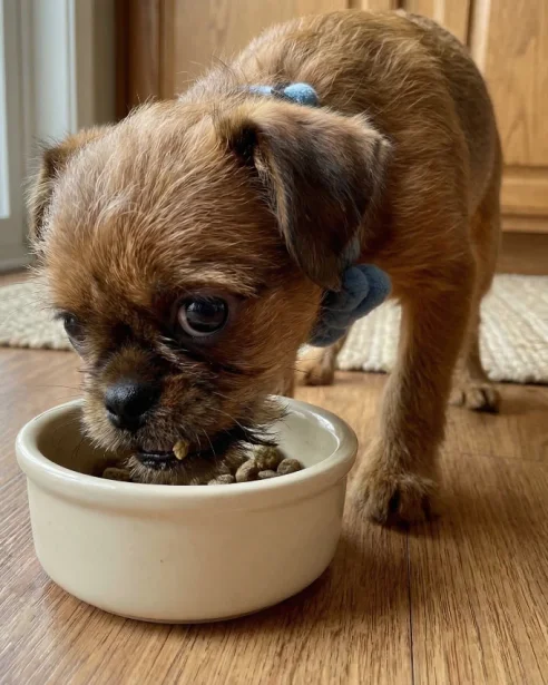 brussels griffon eating dry food from bowl