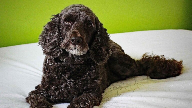 black spoodle lying on bed with green background