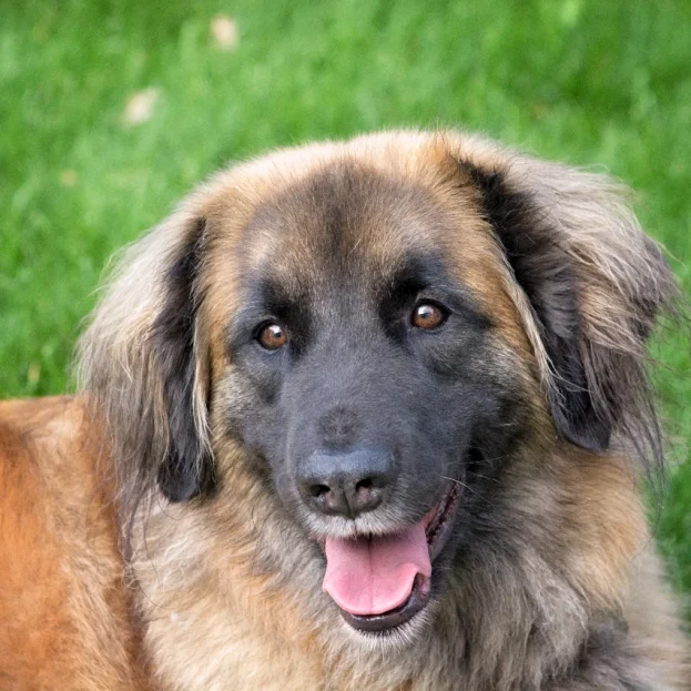 An adult Leonberger dog sitting on the grass