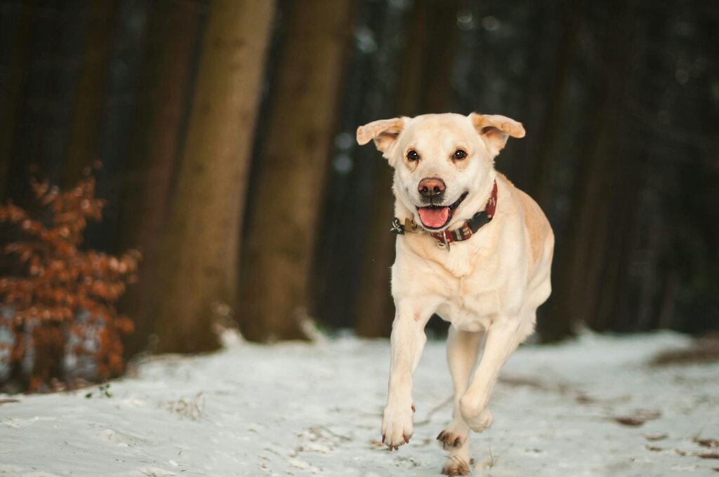 dog running through snow