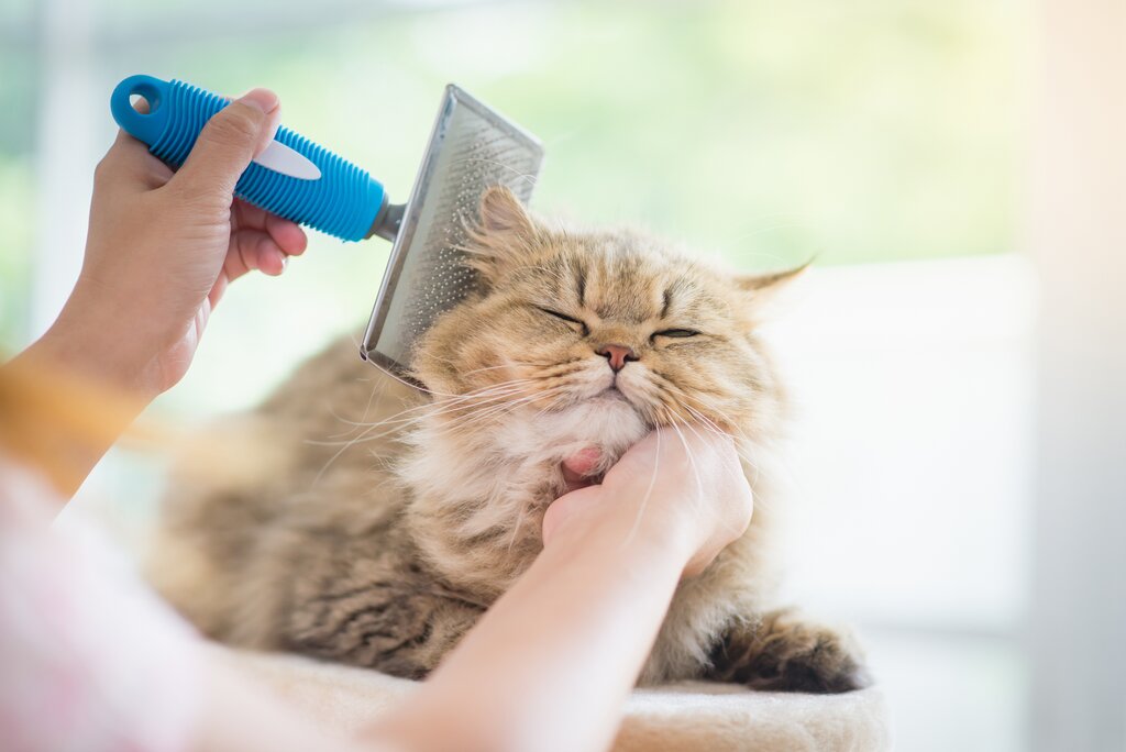 owner brushing a long haired cat 