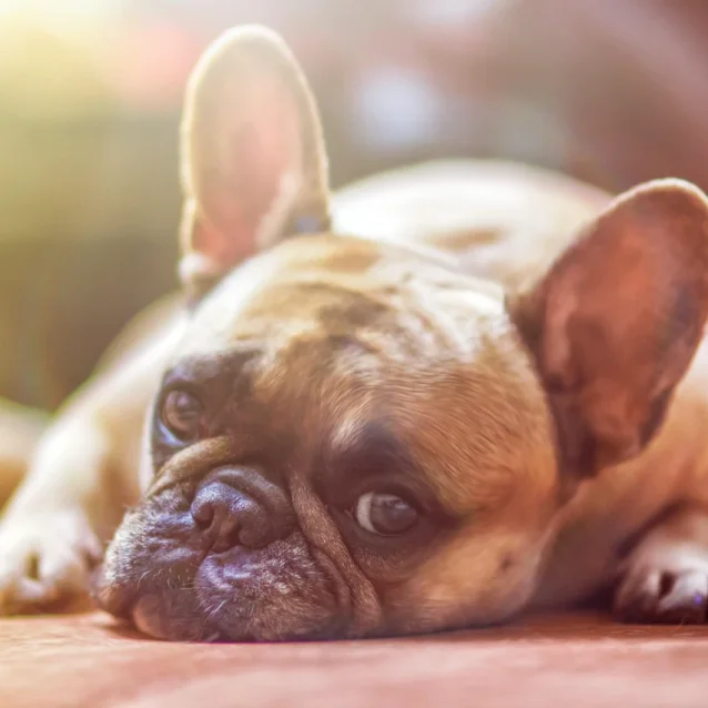 french bulldog lying flat on ground