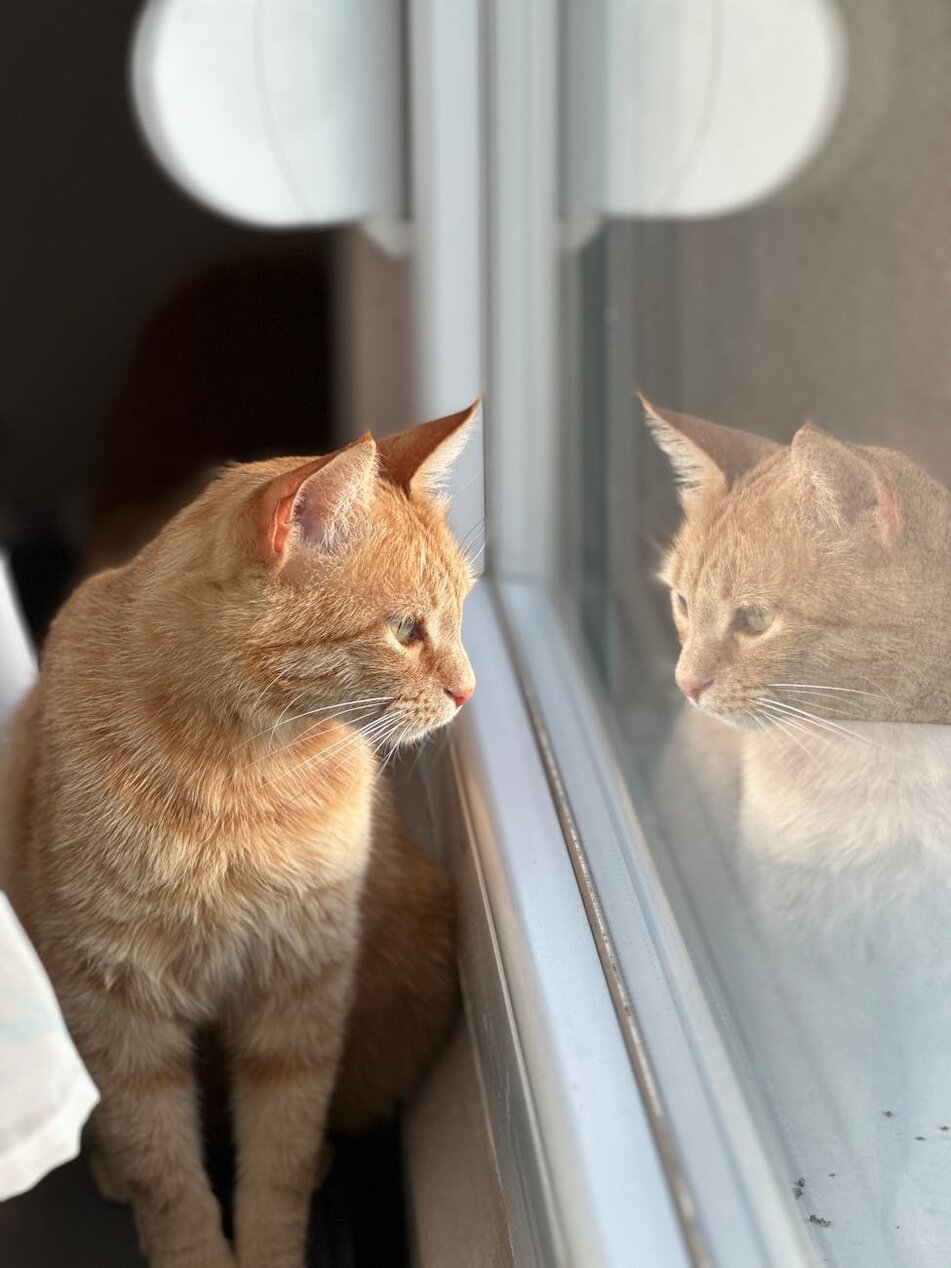 cat looking out window
