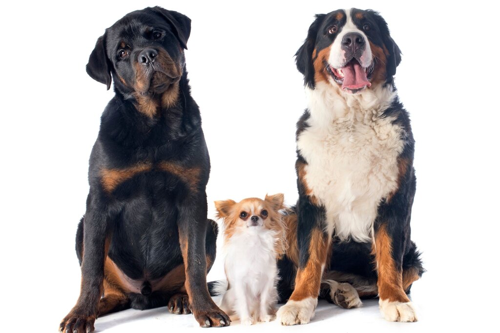 A rottweiler, chihuahua and Bernese mountain dog all sitting together