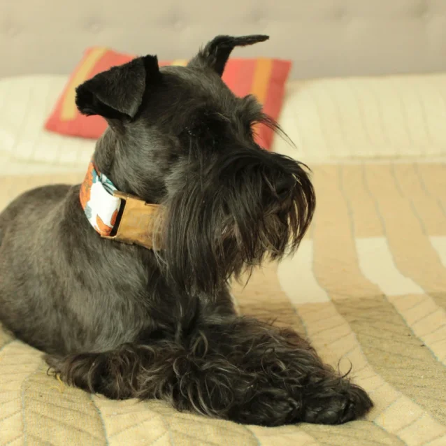 schnauzer relaxing on bed