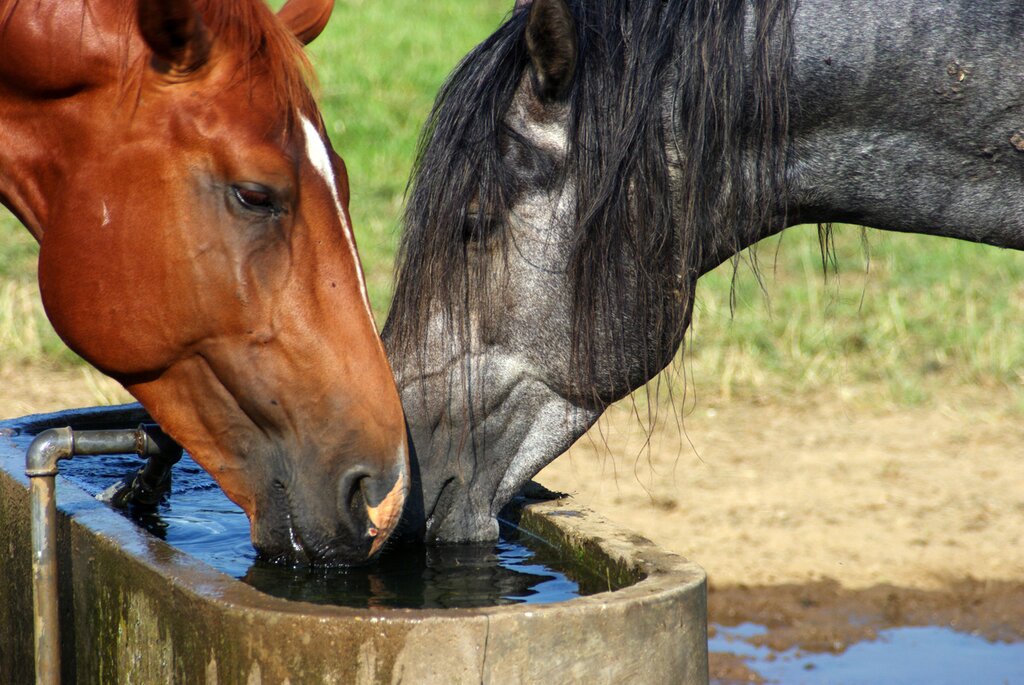two horses drinking from a trough