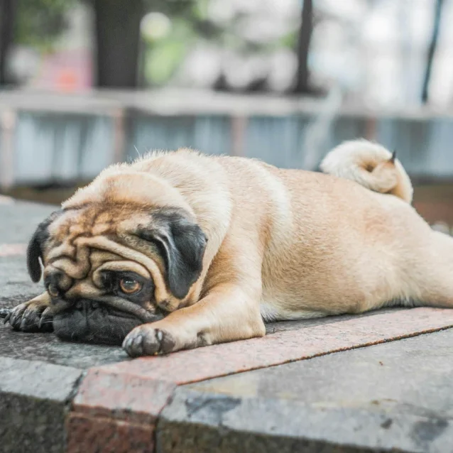 pug lying flat on pavement
