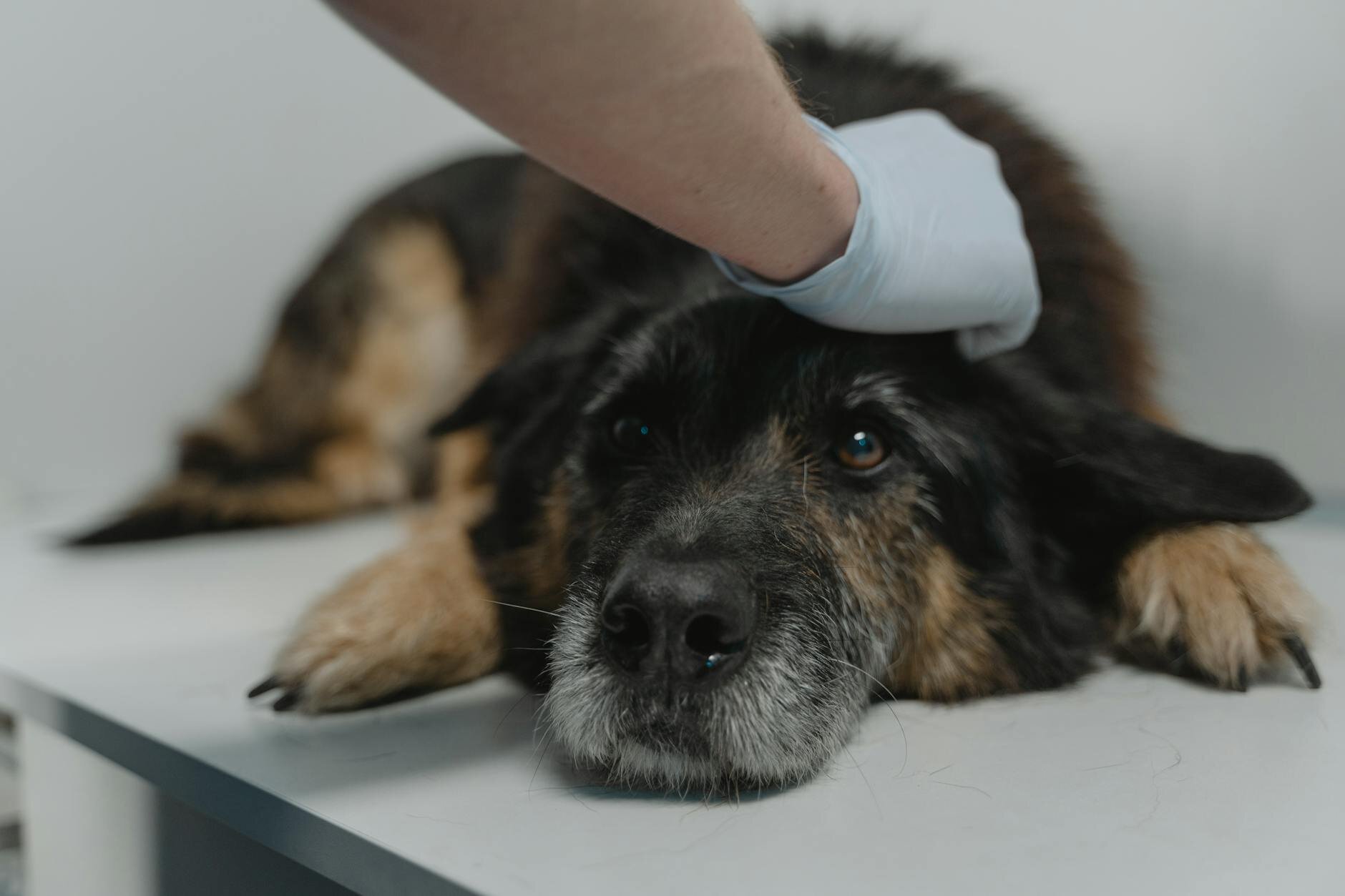 Large terrier lying on table with human hand patting head