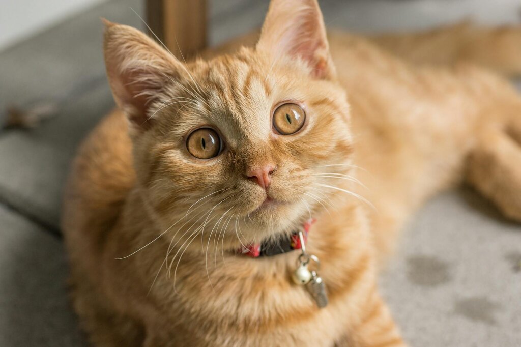 cute ginger kitten staring up at camera 