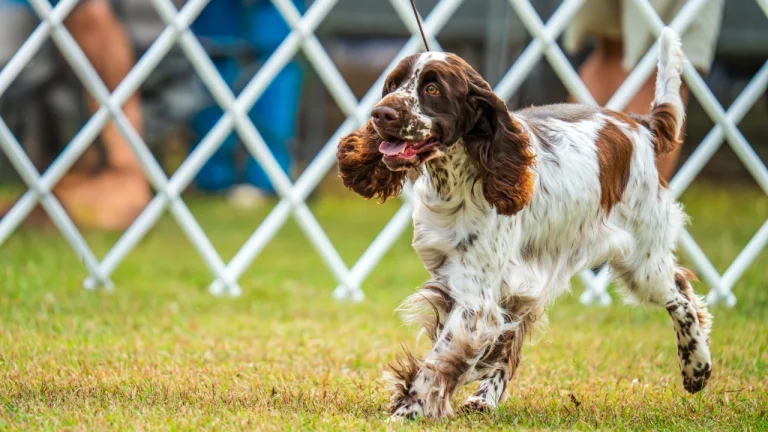 springer spaniel dog walking on lead