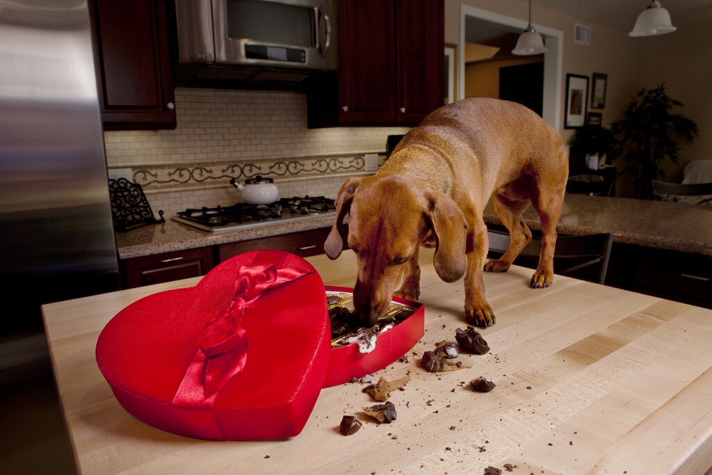 dog eating chocolate from heart shaped box