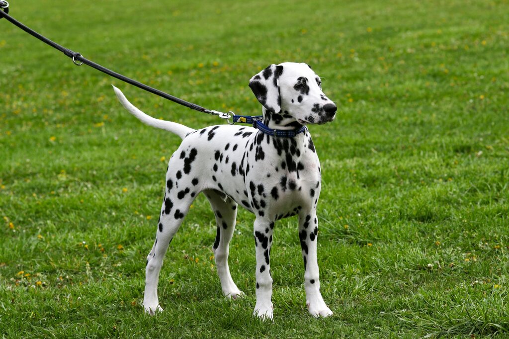 dalmatian puppy on lead standing on grass