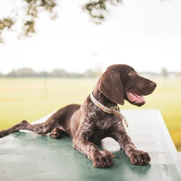 young german shorthaired pointer laying on picnic table