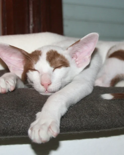 oriental shorthair sleeping