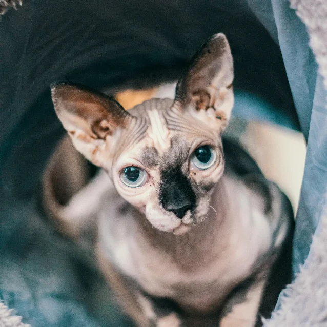 sphynx cat in tunnel