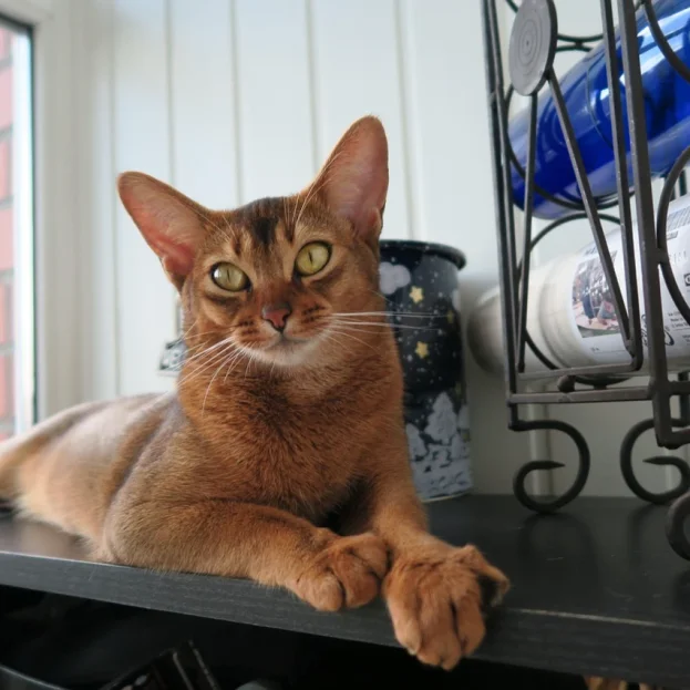 abyssinians lying on bench