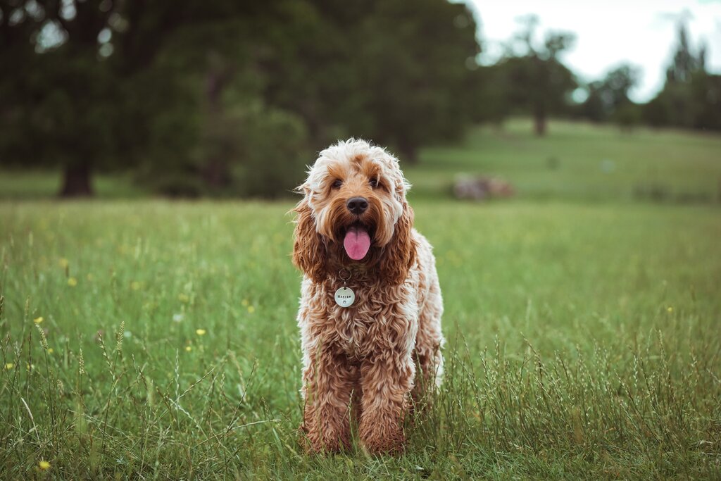 oodle dog in a green field