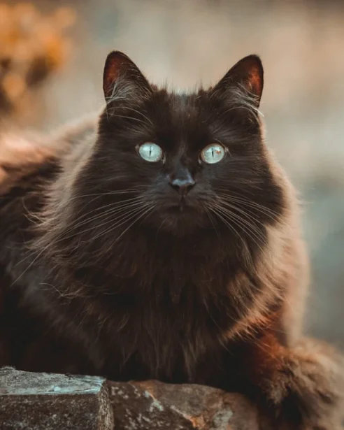 black long haired cat resting outdoors