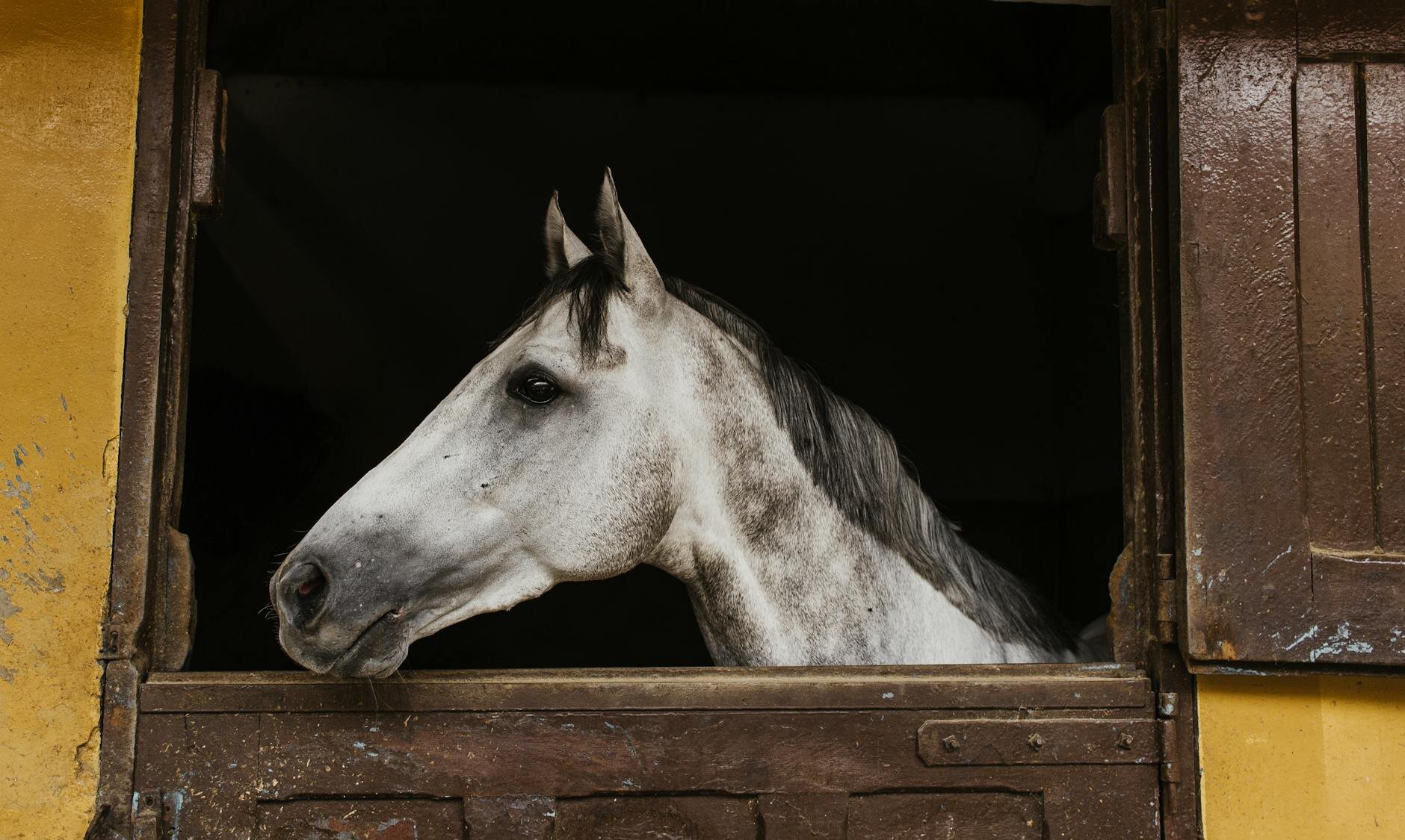 grey horse looking out stall door