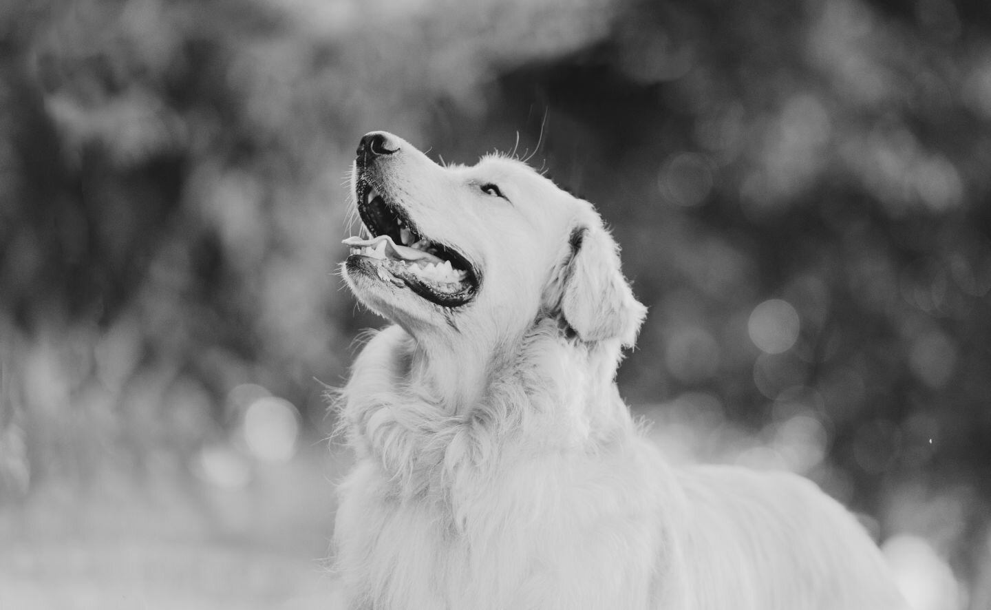 golden retriever adult
