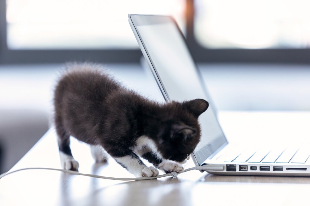 black and white kitten playing with cable attached to laptop 