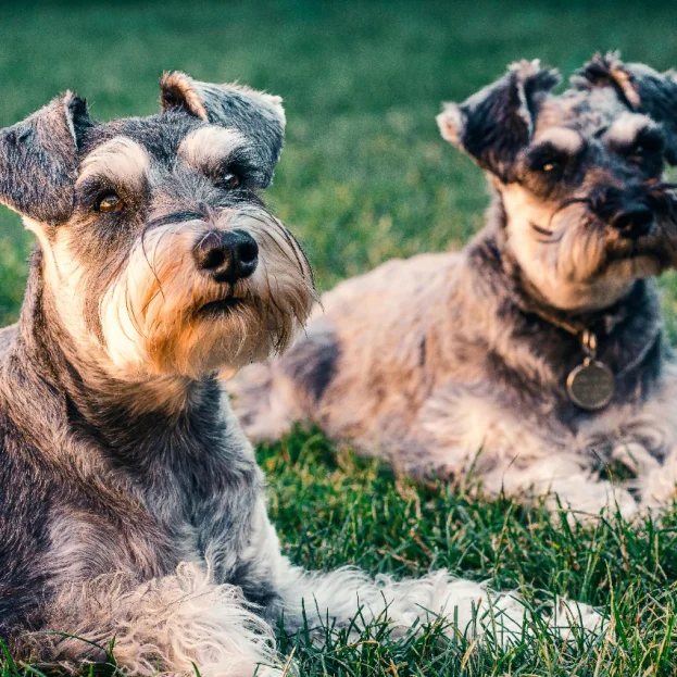 2 schnauzers lying on grass