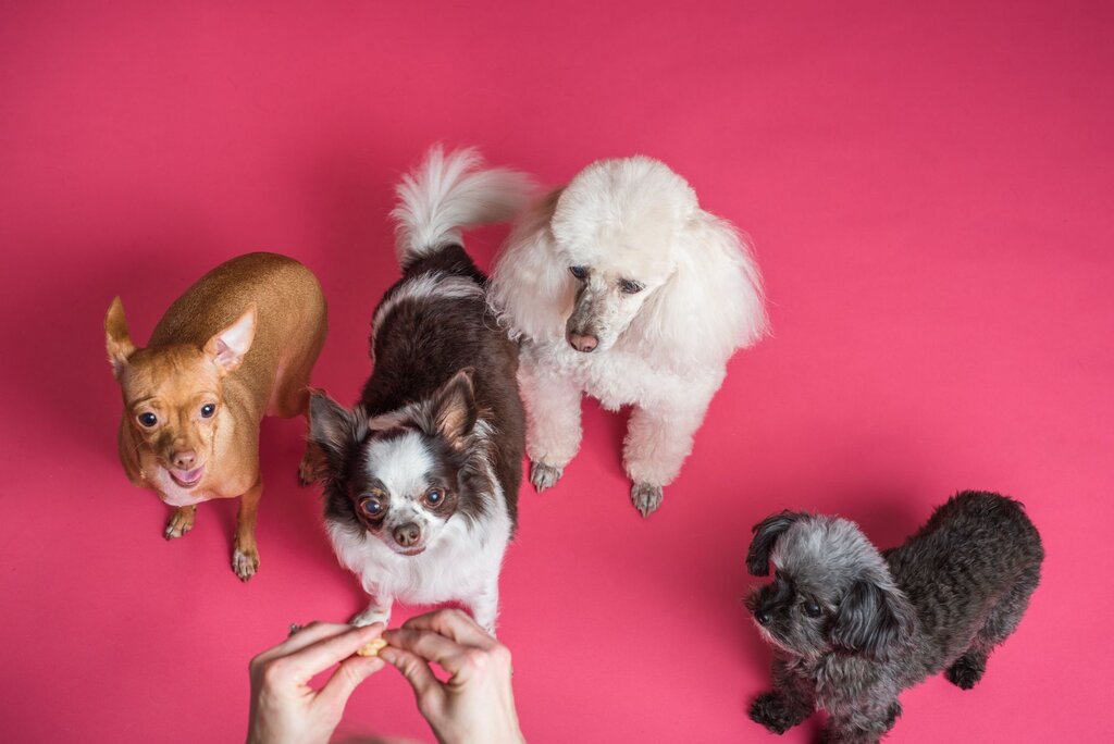 dogs waiting for treats