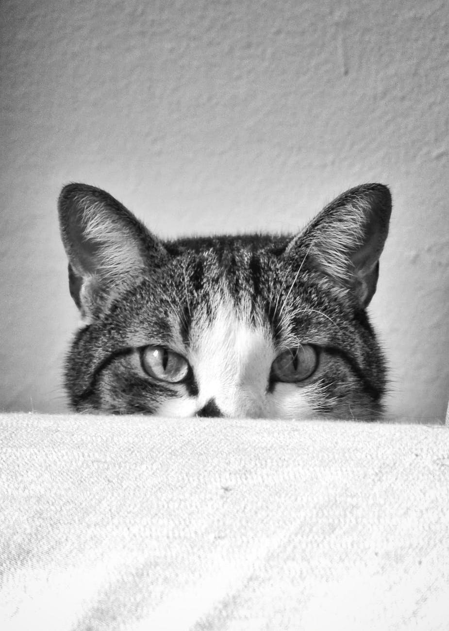 cat peeking over side of bed