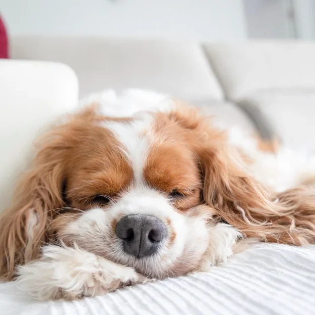 cavalier sleeping on sofa