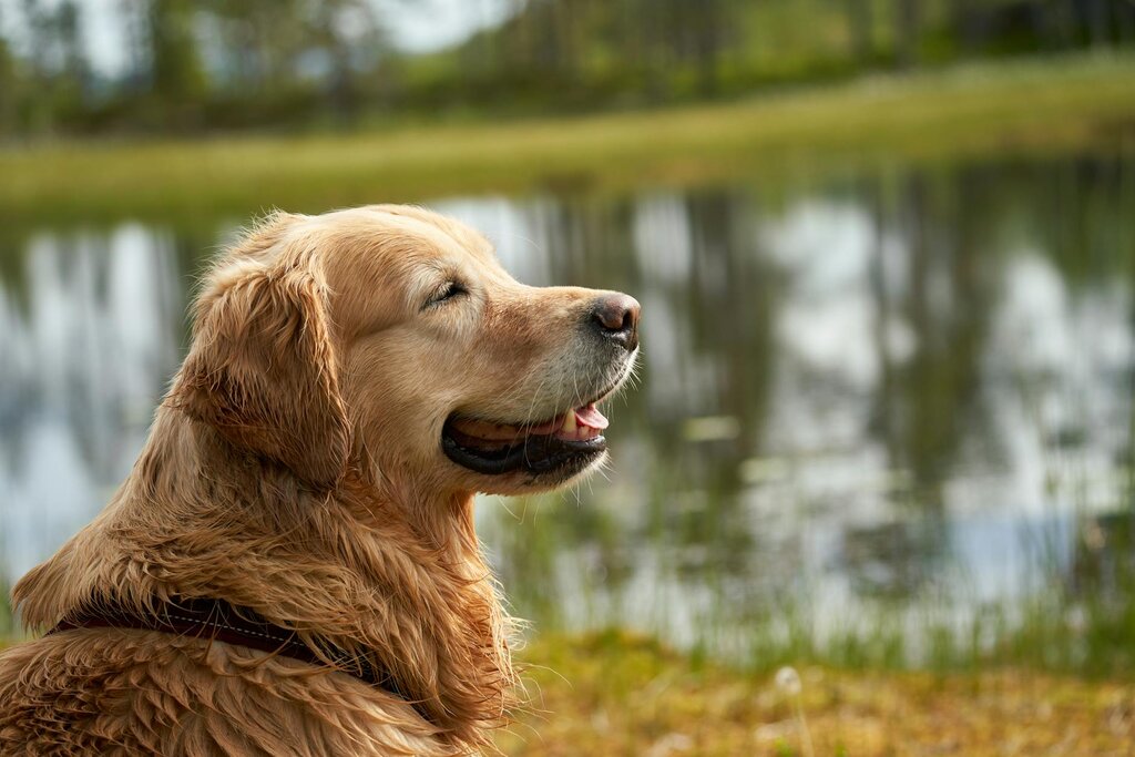 adult golden retriever sitting by lake
