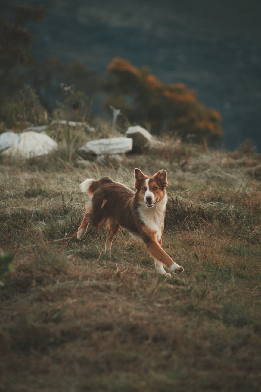 dog running in field
