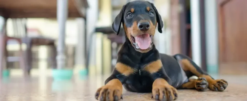 puppy laying on floor