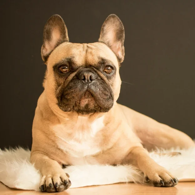 french bulldog lying on rug