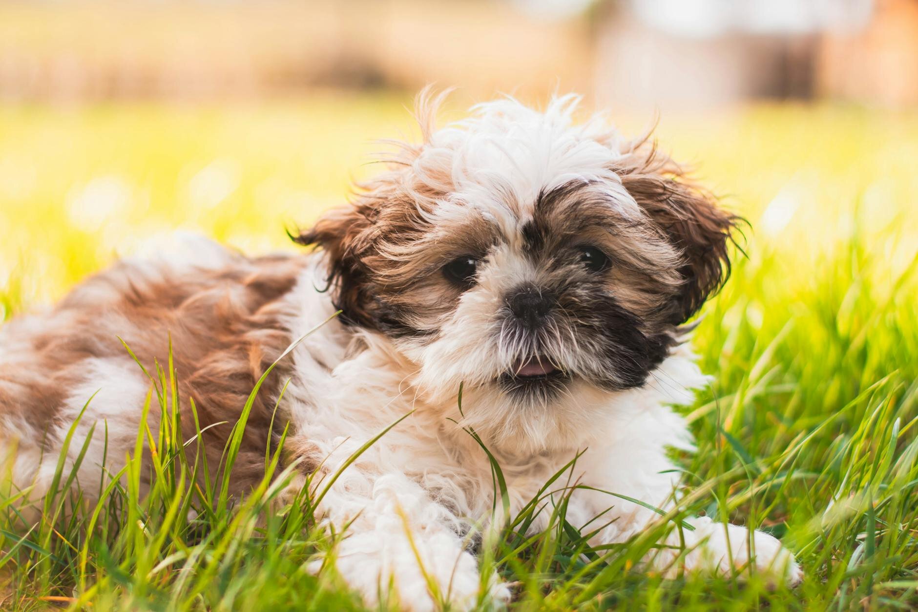 shih tzu puppy lying on green grass