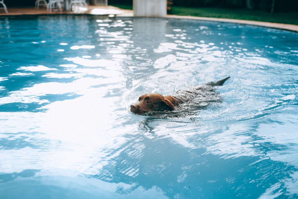 chocolate labrador swimming in pool